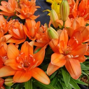 Meet your Posher, Soe